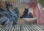 Black Lokkha Runing Pair