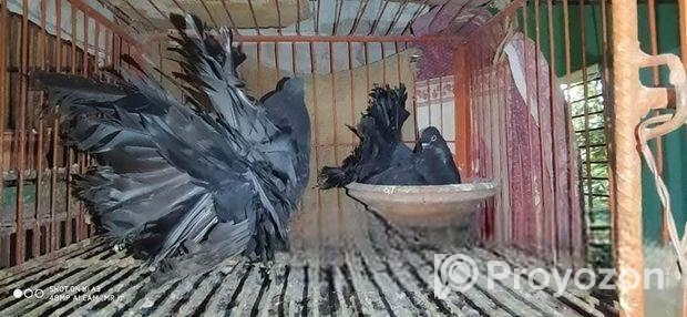 Black Lokkha Runing Pair