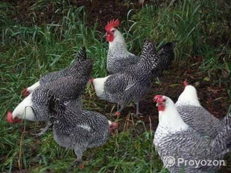 অরজিনিয়াল মিশরী ফাওমি মুরগি বিক্রি করা হচ্ছে পাইকারি ফিস হিসাবে