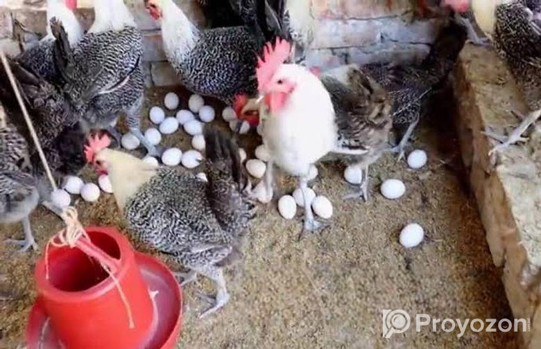 অরজিনিয়াল মিশরী ফাওমি মুরগি বিক্রি করা হচ্ছে পাইকারি ফিস হিসাবে