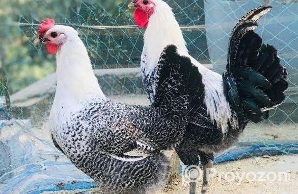 অরজিনিয়াল মিশরী ফাওমি মুরগি বিক্রি করা হচ্ছে পাইকারি ফিস হিসাবে