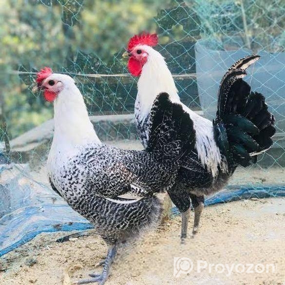 অরজিনিয়াল মিশরী ফাওমি মুরগি বিক্রি করা হচ্ছে পাইকারি ফিস হিসাবে