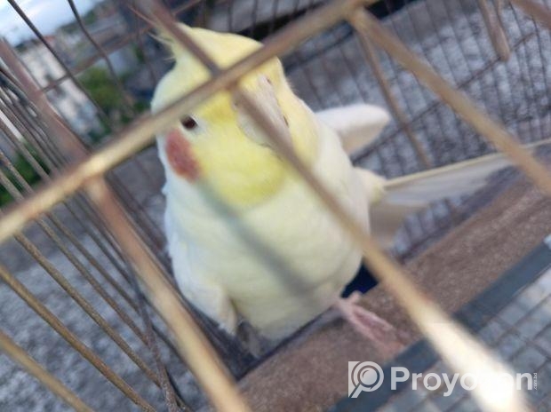 কোকাটেল পাখি ,,,ছোটো থেকে পালা,,টেম ছিল,,,গান গাইতে পারে