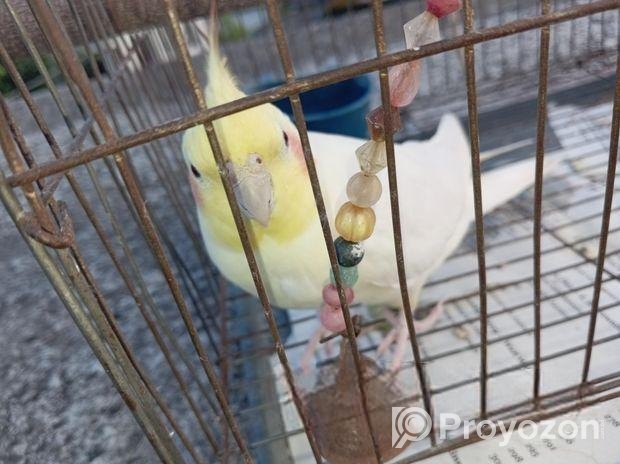 কোকাটেল পাখি ,,,ছোটো থেকে পালা,,টেম ছিল,,,গান গাইতে পারে