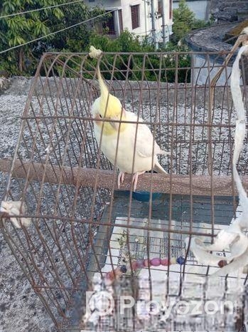 কোকাটেল পাখি ,,,ছোটো থেকে পালা,,টেম ছিল,,,গান গাইতে পারে