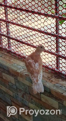 ভালো জাতের অস্ট্রেলিয়ান ঘুঘু