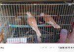 ভালো জাতের অস্ট্রেলিয়ান ঘুঘু