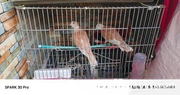 ভালো জাতের অস্ট্রেলিয়ান ঘুঘু