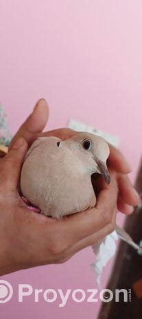 ভালো জাতের অস্ট্রেলিয়ান ঘুঘু