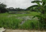 জমিন বিক্রি করা হবে।
