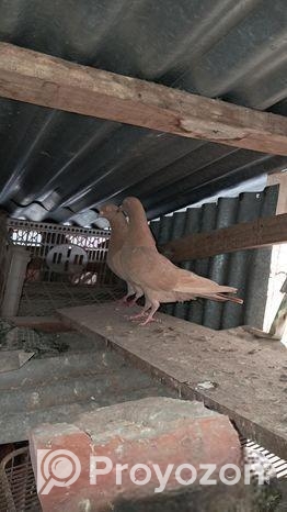 গিয়া চুন্নি কবুতার বিক্রয় হবে