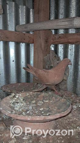 গিয়া চুন্নি কবুতার বিক্রয় হবে