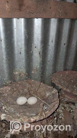 গিয়া চুন্নি কবুতার বিক্রয় হবে