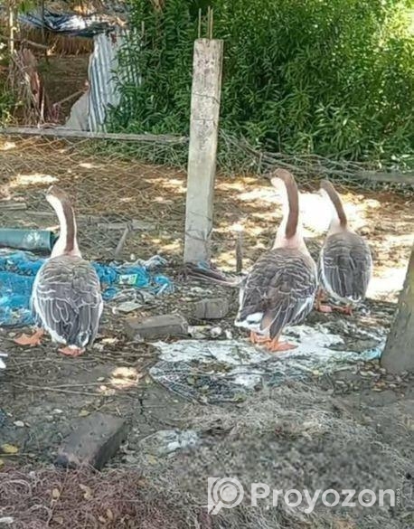 রাজা হাঁস