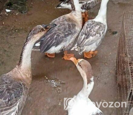 রাজা হাঁস