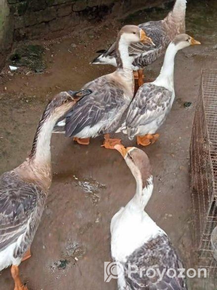 রাজা হাঁস