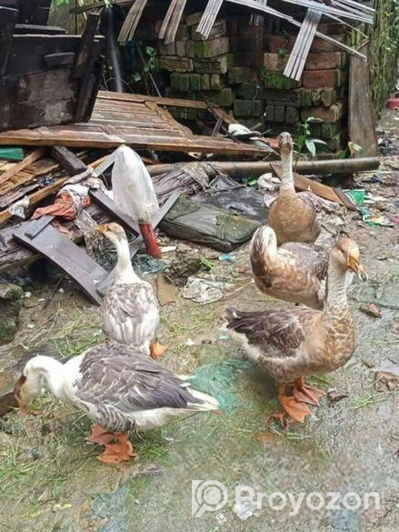 রাজা হাঁস