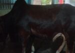 বড় সাইজের শাহিয়াল ষাঁড়