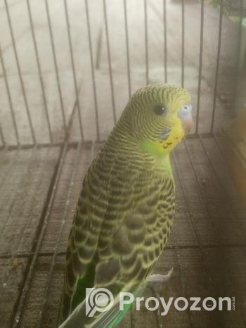 এক জোড়া বাজিগর