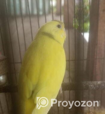 এক জোড়া বাজিগর