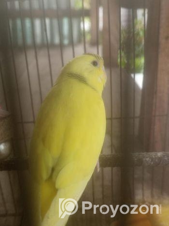 এক জোড়া বাজিগর