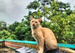 Persian mix cat