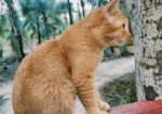 Persian mix cat