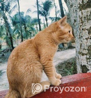 Persian mix cat