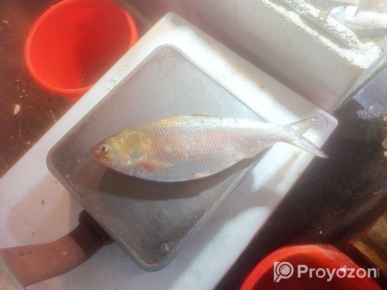 ইলিশ মাছের তাজা কাঁচা ডিম