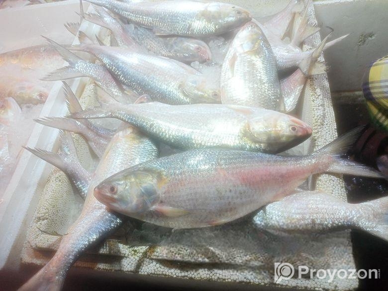 ইলিশ মাছের তাজা কাঁচা ডিম