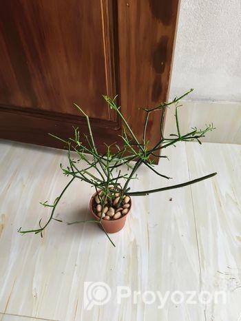 Indoor Plant