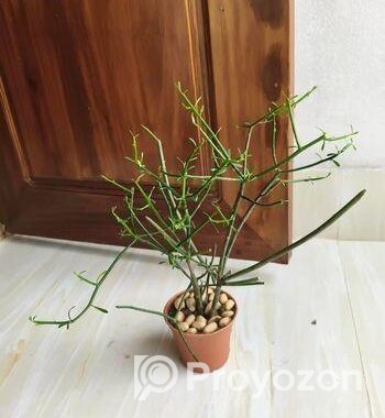 Indoor Plant