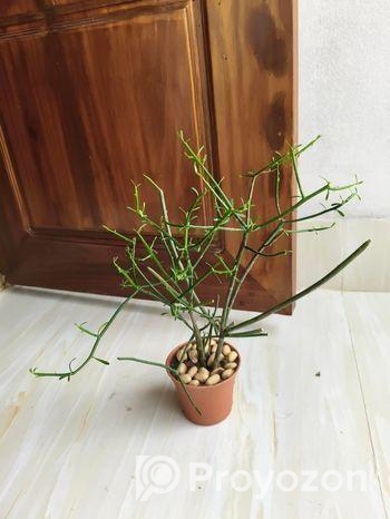 Indoor Plant