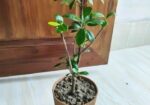 Bonsai China Bot