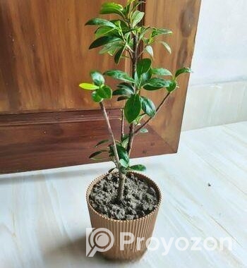 Bonsai China Bot