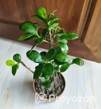 Bonsai China Bot