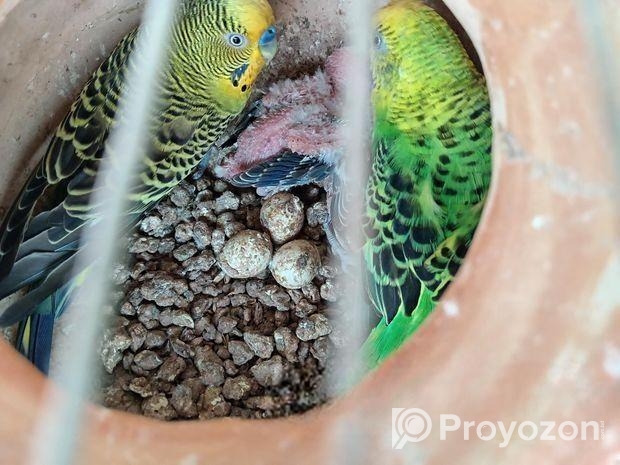 পাখি বাজরিগার বাচ্চা সহ