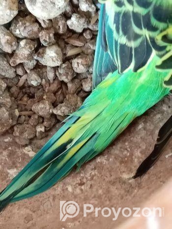 পাখি বাজরিগার বাচ্চা সহ