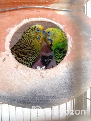 পাখি বাজরিগার বাচ্চা সহ