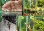 Rtp, Blackskin Snake, Mix Guppy