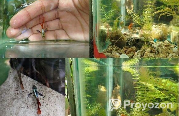 Rtp, Blackskin Snake, Mix Guppy