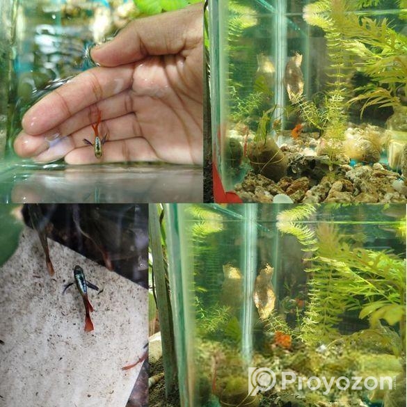 Rtp, Blackskin Snake, Mix Guppy