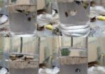 Rtp, Blackskin Snake, Mix Guppy