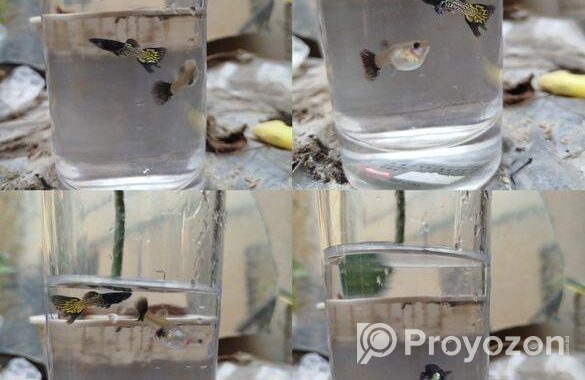 Rtp, Blackskin Snake, Mix Guppy