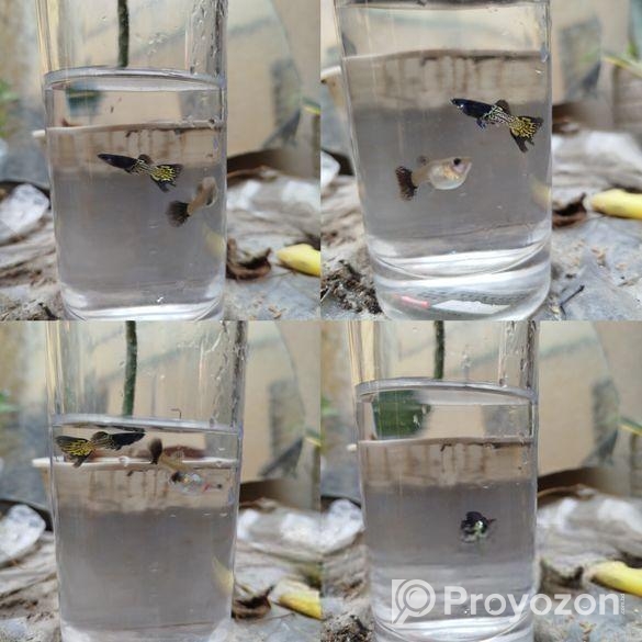 Rtp, Blackskin Snake, Mix Guppy