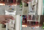 Rtp, Blackskin Snake, Mix Guppy