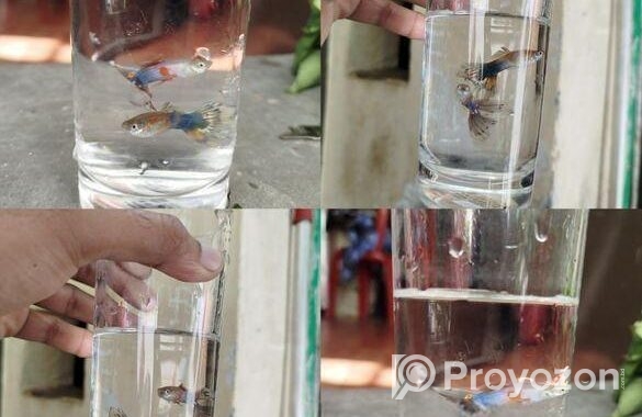Rtp, Blackskin Snake, Mix Guppy