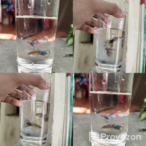 Rtp, Blackskin Snake, Mix Guppy