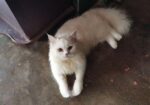 Persian Cat