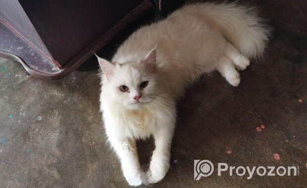Persian Cat